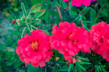Pink and red portulaca terry flowers on natural daylight green leaves background