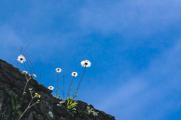 white flower and blue sky