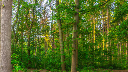 Obraz premium Forest in the morning light