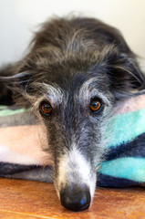Fototapeta premium Portrait of a greyhound lying on a blanket