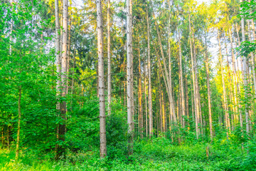 Forest in the morning light