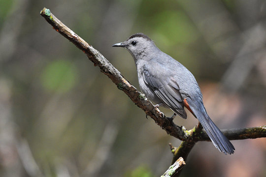 Gray Catbird resting on a branch