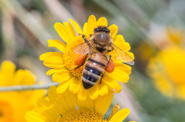 Abeille