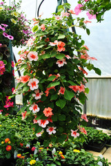 Fototapeta na wymiar Pink Flowered Plants in a Hanging Pot 