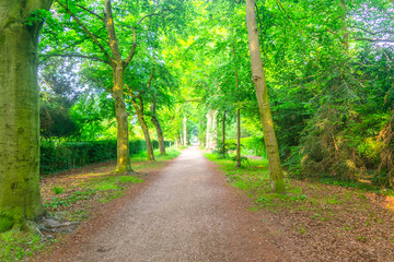 Fototapeta premium Magical forest path in sunlight