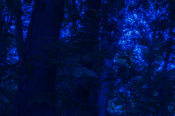 Forest in the morning light