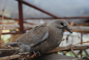 bird on the fence