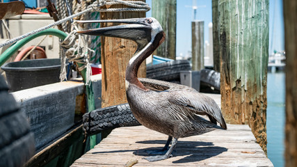 Pelicans on the Docks