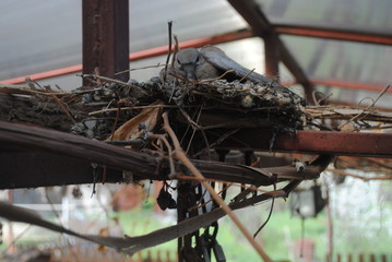 detail of old steam locomotive