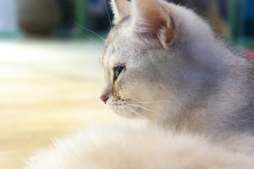sideview portrait of a cat