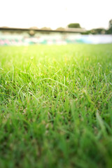 Green grass sport stadium