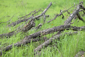 Nature in Eastern Europe. Russia. Beautiful forest.