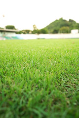 Green grass sport stadium
