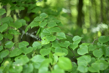 Nature in Eastern Europe. Russia. Beautiful forest.