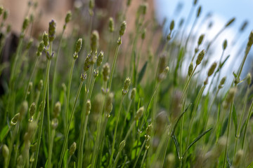 Bourgeons de lavandes
