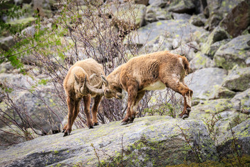 stambecchi nel parco nazionale del Gran Paradiso	