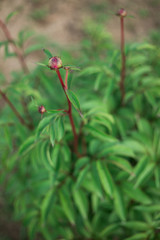 Pink Peony Buds