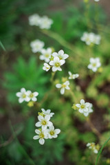  Small white flowers of moss