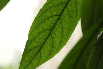 green leaf isolated on white background
