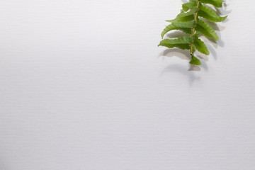 white background with copy space for your text 