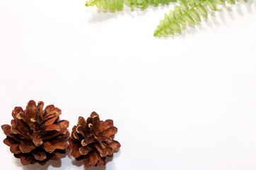 pine cones and fern leafs on white background