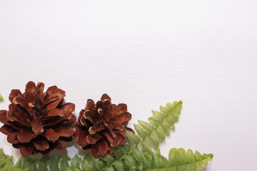 pine cone on white background