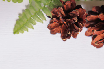 pine cones and fern on white background