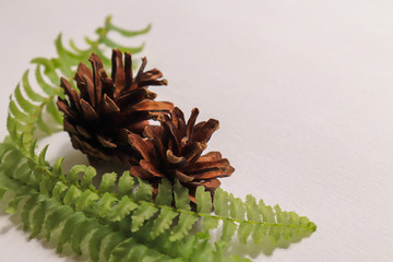 pine cone on a branch