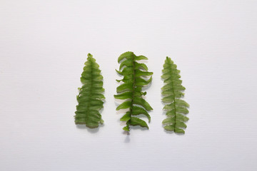 green branch of fern tree isolated on white