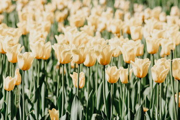 Obraz premium Tulip bushes in the garden
