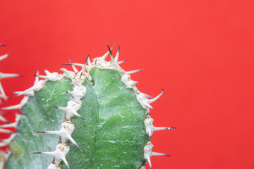 Abstract Cactus Cacti Close Up Thorn Spikes on Red Pink Background
