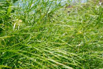 Gras