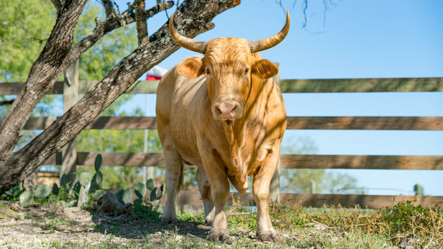 Texas Bull
