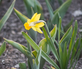 daffodils in the garden