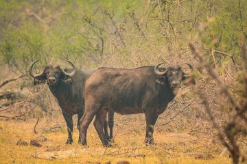 two african buffaloes at Bwabwata national park in Namibia