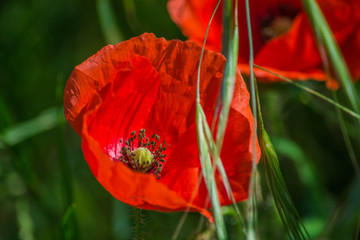 Beautiful floral background with poppy flower. Macro photography