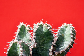 Abstract Cactus Cacti Close Up Thorn Spikes on Red Pink Background