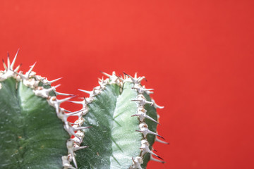 Abstract Cactus Cacti Close Up Thorn Spikes on Red Pink Background