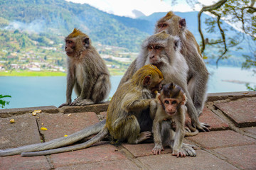 Family of monkeys with a little baby macaque near Tample in Monkey Forest, Ubud, Bali, Indonesia.