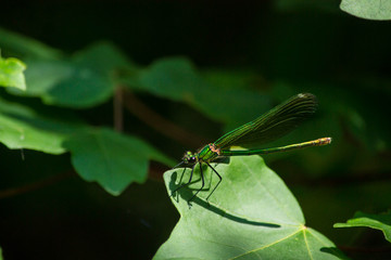 A macro photography of green dragonfly 