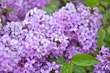 Fototapeta premium Beautiful lilac blooming with selective focus. Purple lilac flowers and blurred green leaves. Spring blossom. Blooming lilac bush with tender tiny flower. Purple lilac flower on the bush. Summer time 