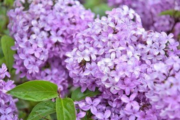 Beautiful lilac blooming with selective focus. Purple lilac flowers and blurred green leaves. Spring blossom. Blooming lilac bush with tender tiny flower. Purple lilac flower on the bush. Summer time 