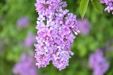 Beautiful lilac blooming with selective focus. Purple lilac flowers and blurred green leaves. Spring blossom. Blooming lilac bush with tender tiny flower. Purple lilac flower on the bush. Summer time 