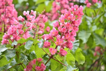 Beautiful red chestnut blossom with tiny tender flowers and green leaves background. Horse chestnut flower with selective focus. Cluster with red chestnut flowers. Horse chestnut blossoming in spring