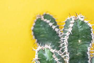 Abstract Cactus Cacti Close Up Thorn Spikes on Yellow Background