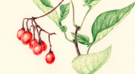 Bittersweet (Solanum dulcamara) branch with fruits