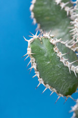 Abstract Cactus Cacti Close Up Thorn Spikes on Blue Green Background