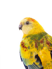 portrait  parrot (haematonotus psephotus) isolated