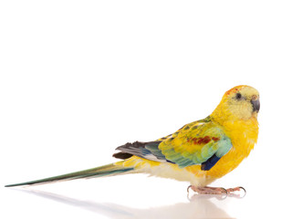 parrot (haematonotus psephotus) isolated