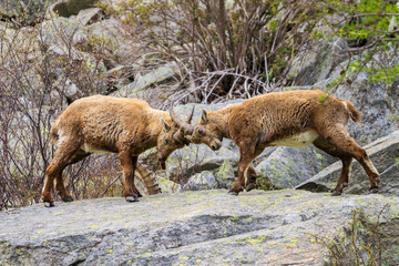 stambecchi nel parco nazionale del Gran Paradiso	